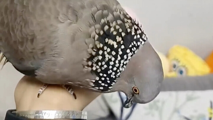 Spotted dove, there’s a grammatical error in what you said~
