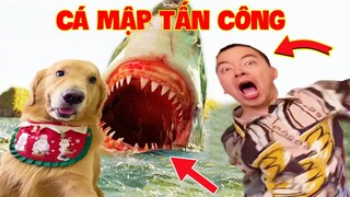 Thú Cưng Vlog | Tứ Mao Ham Ăn Đại Náo Bố #49 | Chó gâu đần thông minh vui nhộn | Funny smart pet dog