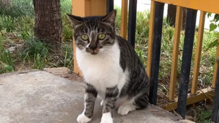 Sharing some experience on feeding stray cats