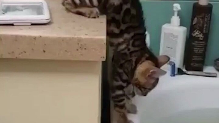 Nghe nói động vật có bốn chân đều biết bơi, liệu điều này có đúng không?