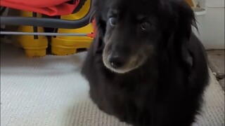 生来就是为了跳舞的狗狗