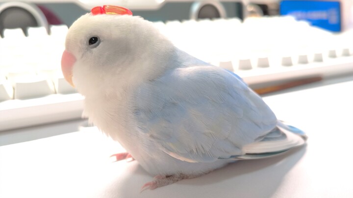 A genius among geniuses—so I’ve got to juggle both打工 and exams🥺