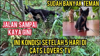 Anak Kucing Sakit Setruk Jalananya Sempoyongan Part 2 Kondisi 5 Hari Di Basecamp Cats Lovers Tv