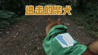 Shiba Inu: Tata terbuka! Tata aktif!