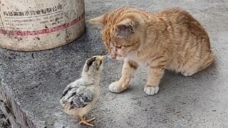 农村小猫没有玩具，但每天也都能玩的很开心！
