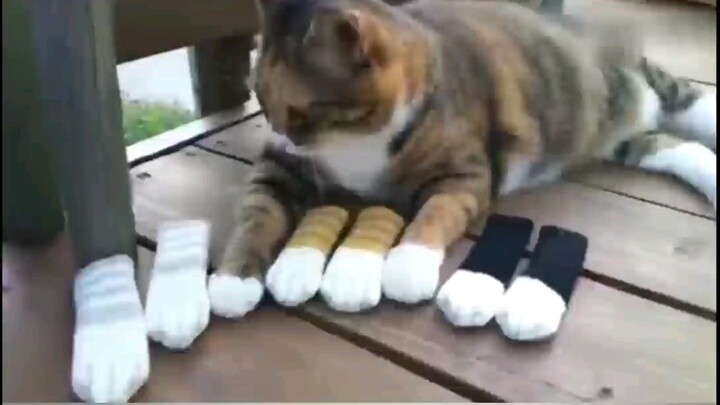 A Hilarious Compilation of Cats’ Dazed and Confused Moments