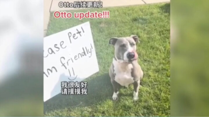 الكلاب ترغب حقًا في اللعب مع الجميع!