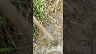 kang pipa beralih profesi jadi petani #viral #shorts