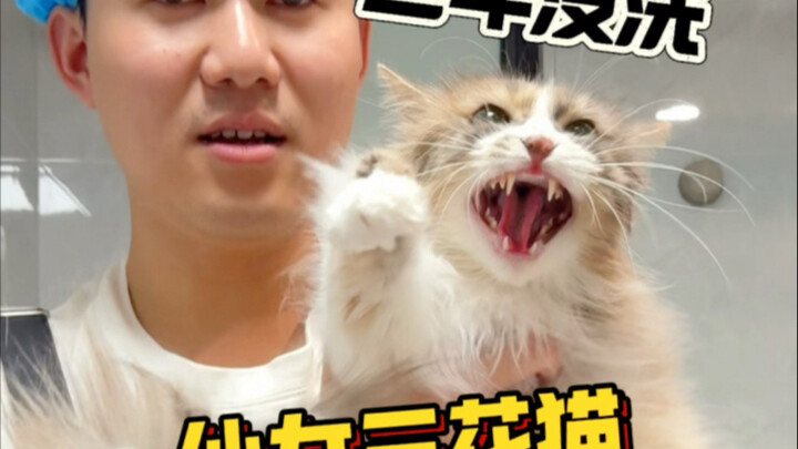 Cat grooming at home in Chengdu: a tri-color beauty who hasn’t had a bath in three years—she sure ha