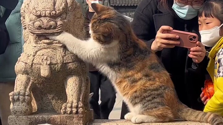别闹，上班呢！西园寺调皮小猫走红，“狮口掏球”逗乐游客