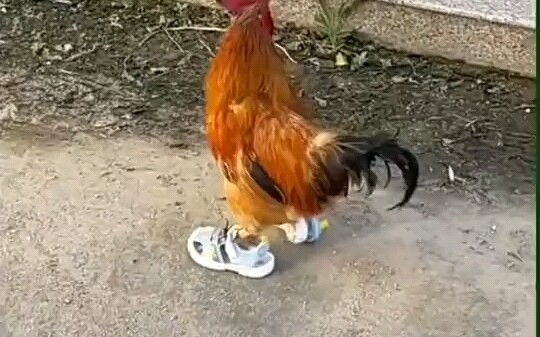 Giống, giống quá.