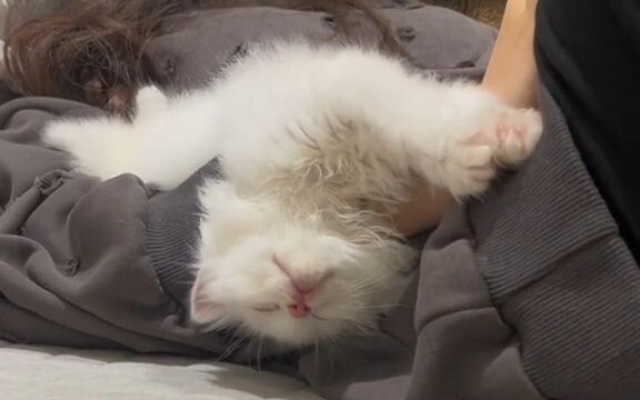 If the little kitten you picked up is a total social butterfly, then this situation is just…