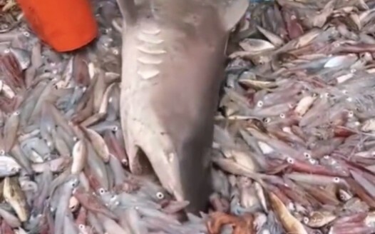 Shark: Don’t pull me, I can still eat.