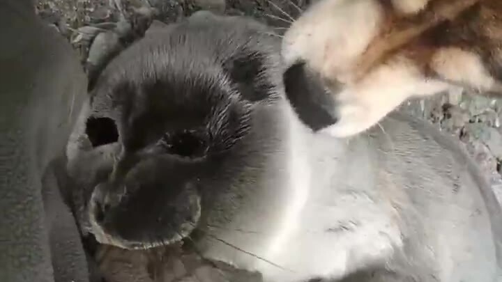 Anjing laut yang menggemaskan ditemukan di tepi Danau Baikal