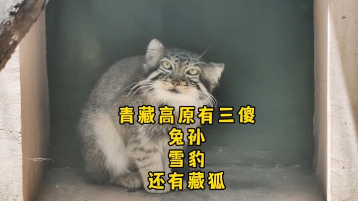 这里是国内唯一能看到兔狲的动物园，雪豹也太搞笑了，哈哈哈 一定要看到最后