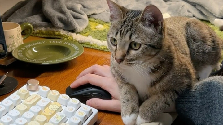 First time refreshing a kitten on my phone