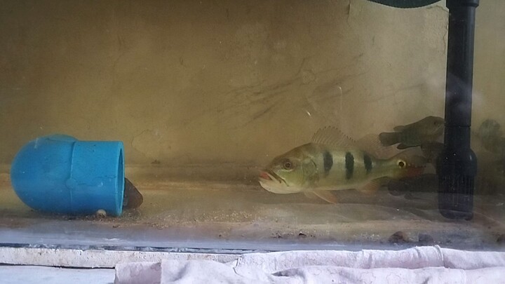 Peacock Bass Feeding Live Feeder Fish