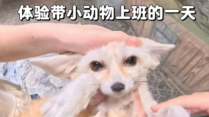First-person experience: A day of bringing pets to work