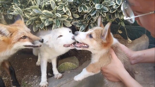 Dua rubah tidak bisa mengalahkan seekor Corgi, hebat sekali!