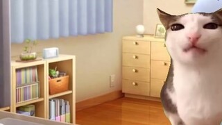 [Cat meme] เกี่ยวกับฉันที่ต้องออกจากโรงเรียนเพื่อทำ vtb