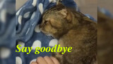 [Động vật]Chú mèo ốm nặng nói lời tạm biệt với chủ