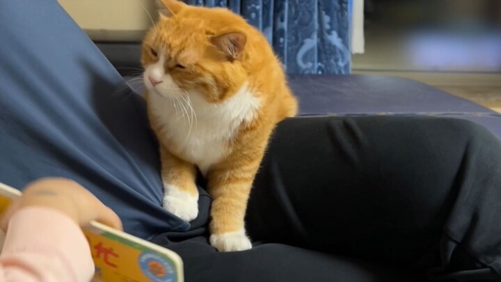 Tiểu Mễ: Cứ nói đi, chỉ cần liếc qua sách một cái là tôi thua.