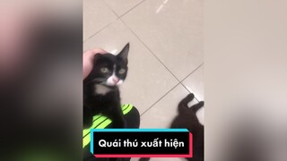 Một ngày cùng lũ mèo mèo  meow meocute Nguyenhoanghaidang meohoang lovepet cat catsoftiktok catvideo #