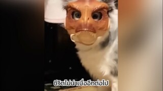 มีสัตว์เลี้ยงแบบนี้ใครจะเบื่อลง