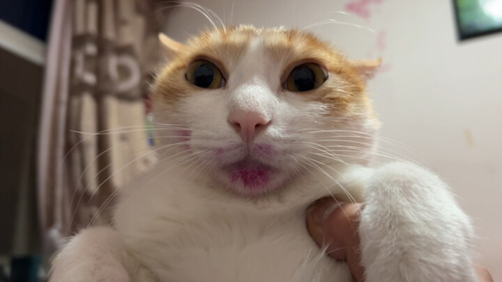 Did you see my dragon fruit? Cat: “No idea~”
