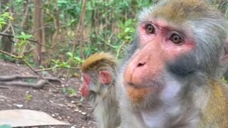 تعال وابتلع!