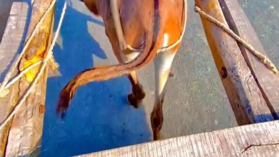 Gady mery 😂😎😁😎😂😃 shots 🥶🥶🥶🤯