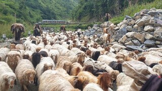 फर्किए बुकी गएका भेडिगोठहरु । sheep herd |