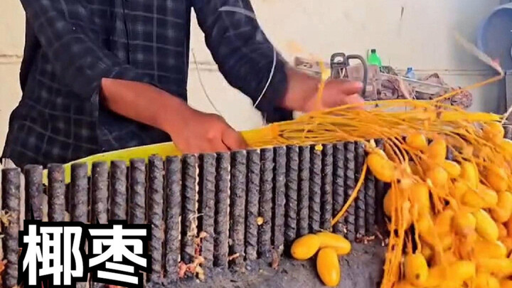 Làm khoa học ngắn: Bạn đã từng thấy cảnh thu hoạch chà là chưa?