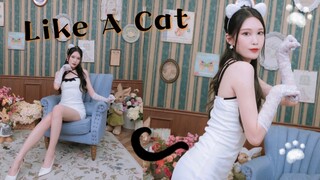 【楷楷_Timeless】小猫咪可不是对谁都摇尾巴的哦❤️『AOA-Like A Cat』猫步轻悄