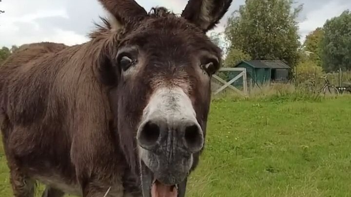 "The Donkey's Braying"