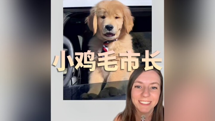 小金毛做市长啦