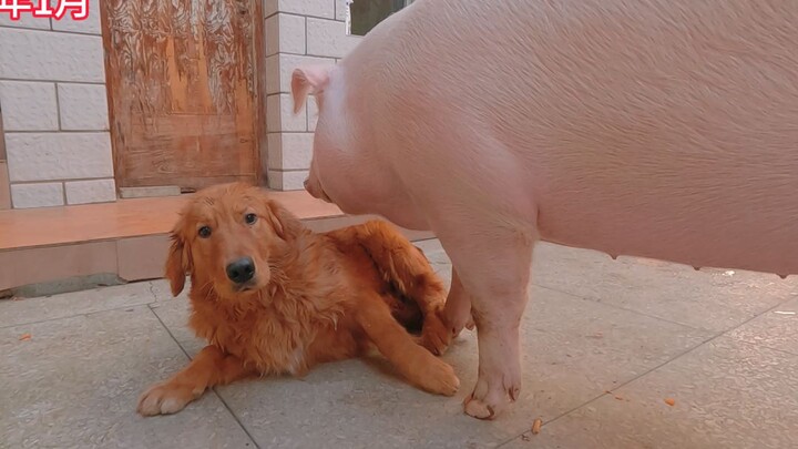 Ân oán tình thù giữa chú chó và chú lợn đã chung sống với nhau hai năm