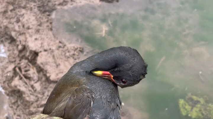 Releasing Wild Animals