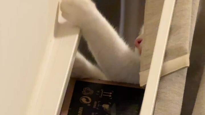 my cat