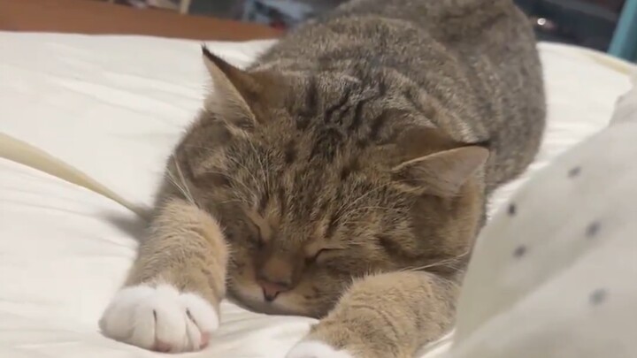 Kucing kecil tidur dengan posisi seperti ini, lucu sekali!