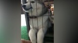 Funny and hilarious video collection of dogs