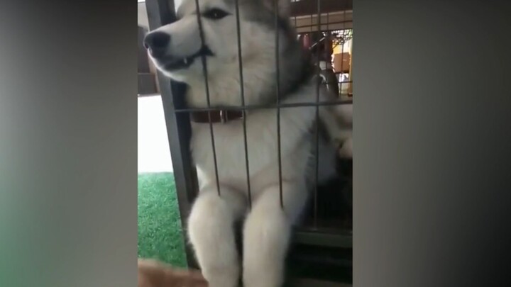 [Pet]Husky: Manusia bodoh, jangan biarkan aku mendapatkan kesempatan!