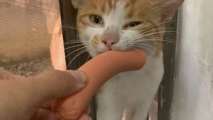 这不是火腿肠，是我命根