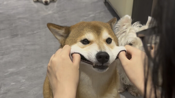 Chen Bafang yang Berbobot 20 Kg: Aku masih dalam masa pertumbuhan, apa salahnya makan lebih banyak?