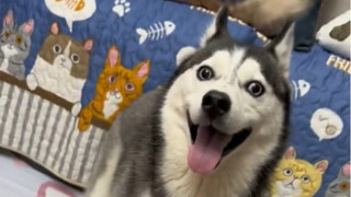 不知道哪根筋又搭错了……