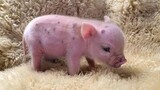 CUTE MICRO PIG MINI PIG VIDEO Compilation