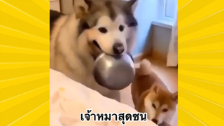 สัตว์เลี้ยงเพื่อนขนปุย : เจ้าหมาสุดซน