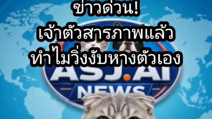 ‎[สำนักข่าว ASUJIAI] ข่าวด่วน! เจ้าตัวสารภาพแล้ว ทำไมวิ่งงับหางตัวเอง #asujiai #funny #cat #dog