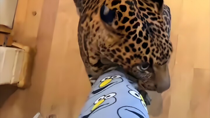 قطة سمينة جدًا؟