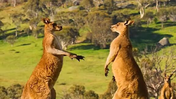 Kangaroos fights